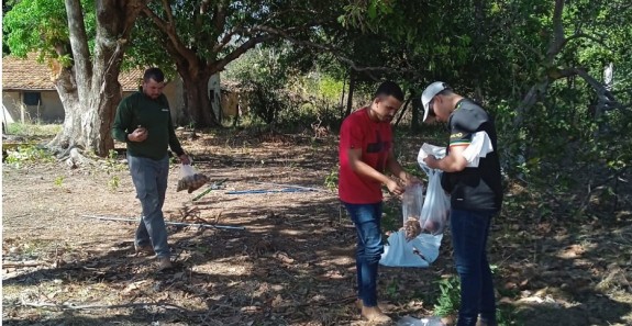3ª ETAPA DA COLETA DE SEMENTES COMEÇA EM SILVANÓPOLIS E SE ESTENDE ATÉ 28 DE JULHO