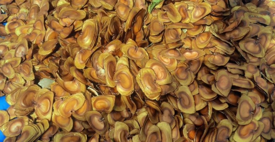 COLETA DE SEMENTES PELO CBHSAST: UMA AÇÃO ESSENCIAL PARA A PRESERVAÇÃO AMBIENTAL