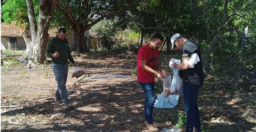 3ª ETAPA DA COLETA DE SEMENTES COMEÇA EM SILVANÓPOLIS E SE ESTENDE ATÉ 28 DE JULHO